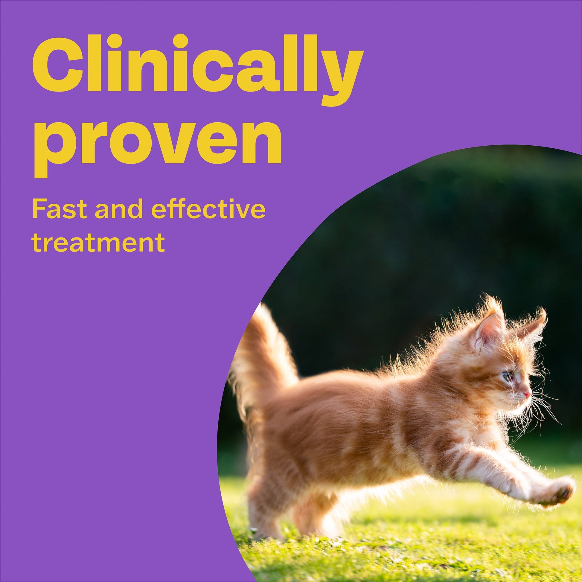 Bob Martin Spot On Cat Dewormer 2 Tubes — image 2