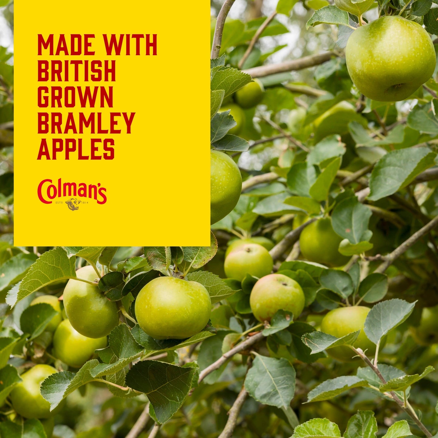 Colman's Bramley Apple Sauce 155G — image 3