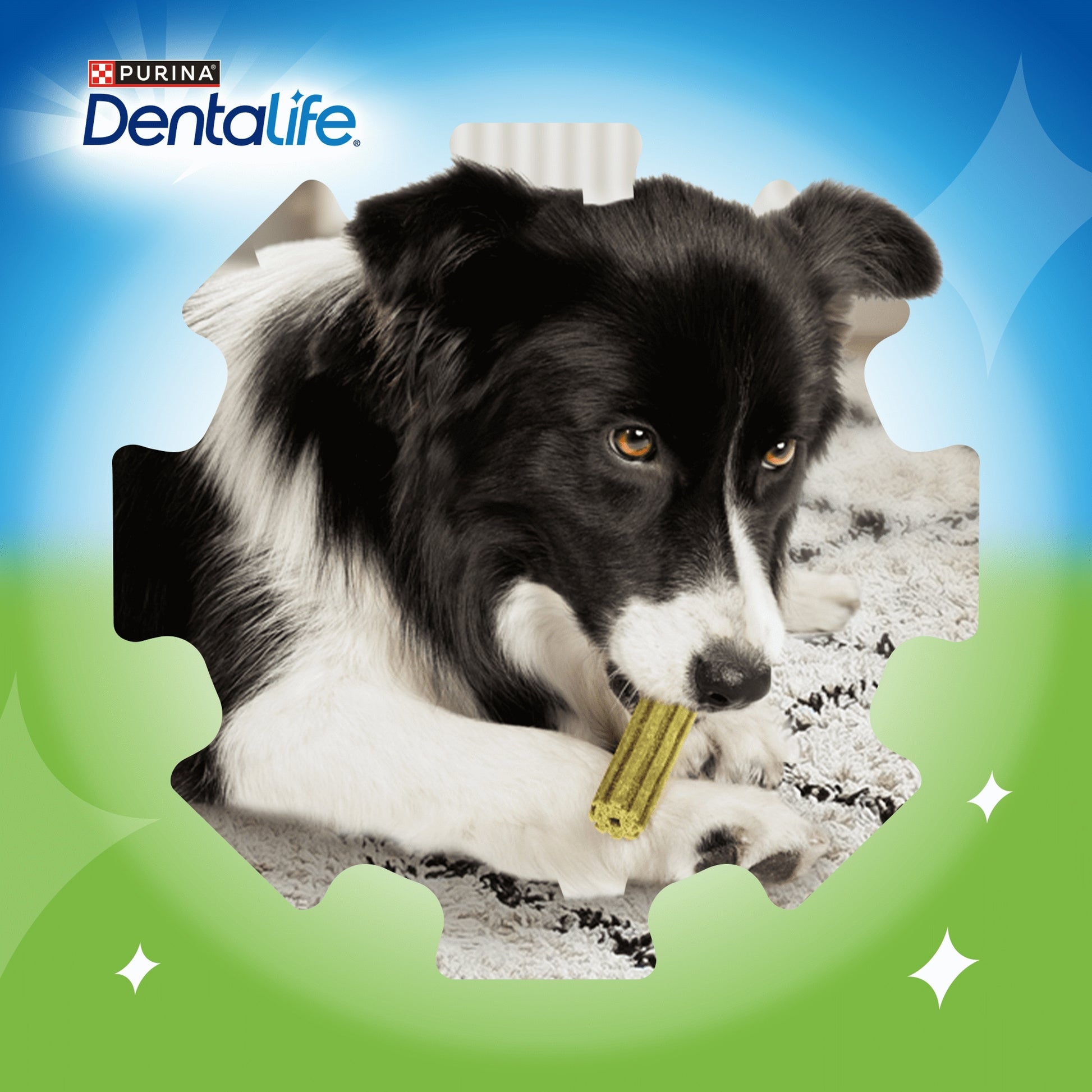 DENTALIFE ActivFresh Medium Dental Chicken Dog Chews 5 Sticks — image 2