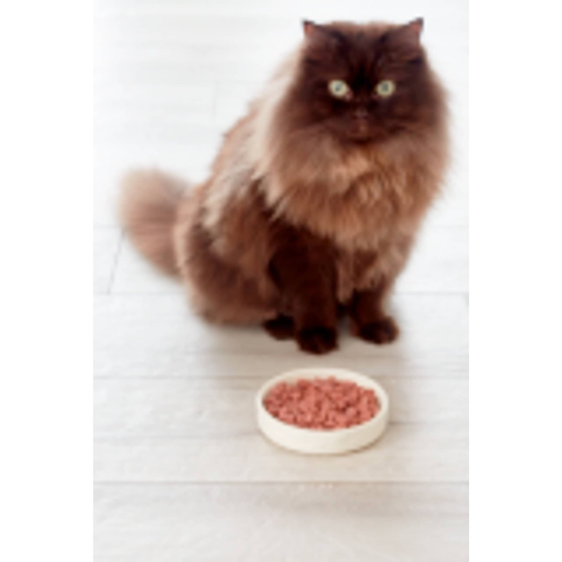 Freshpet Grilled Chicken Fresh Cat Food 400g — image 3