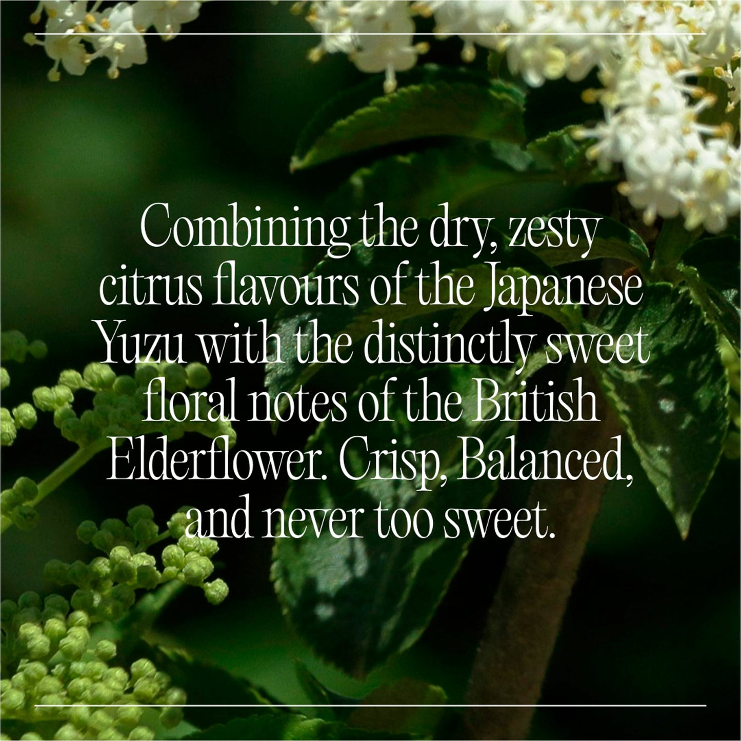 Goodrays Natural Cbd Elderflower & Yuzu Drink 4 X 250Ml — image 3