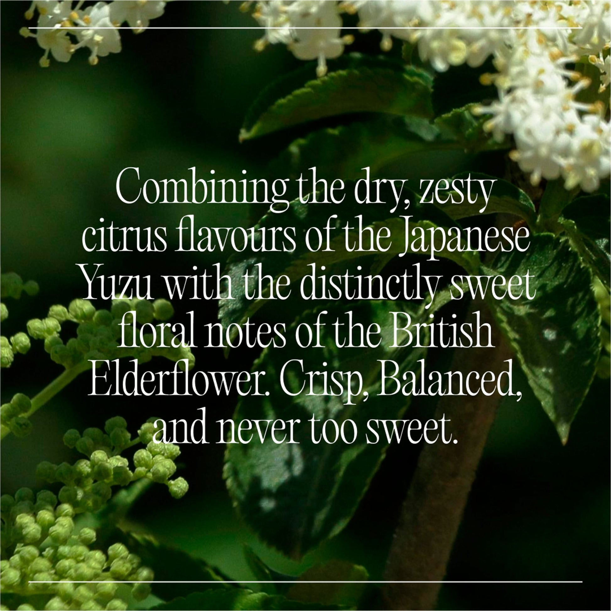 Goodrays Natural Cbd Elderflower & Yuzu Drink 4 X 250Ml — image 3