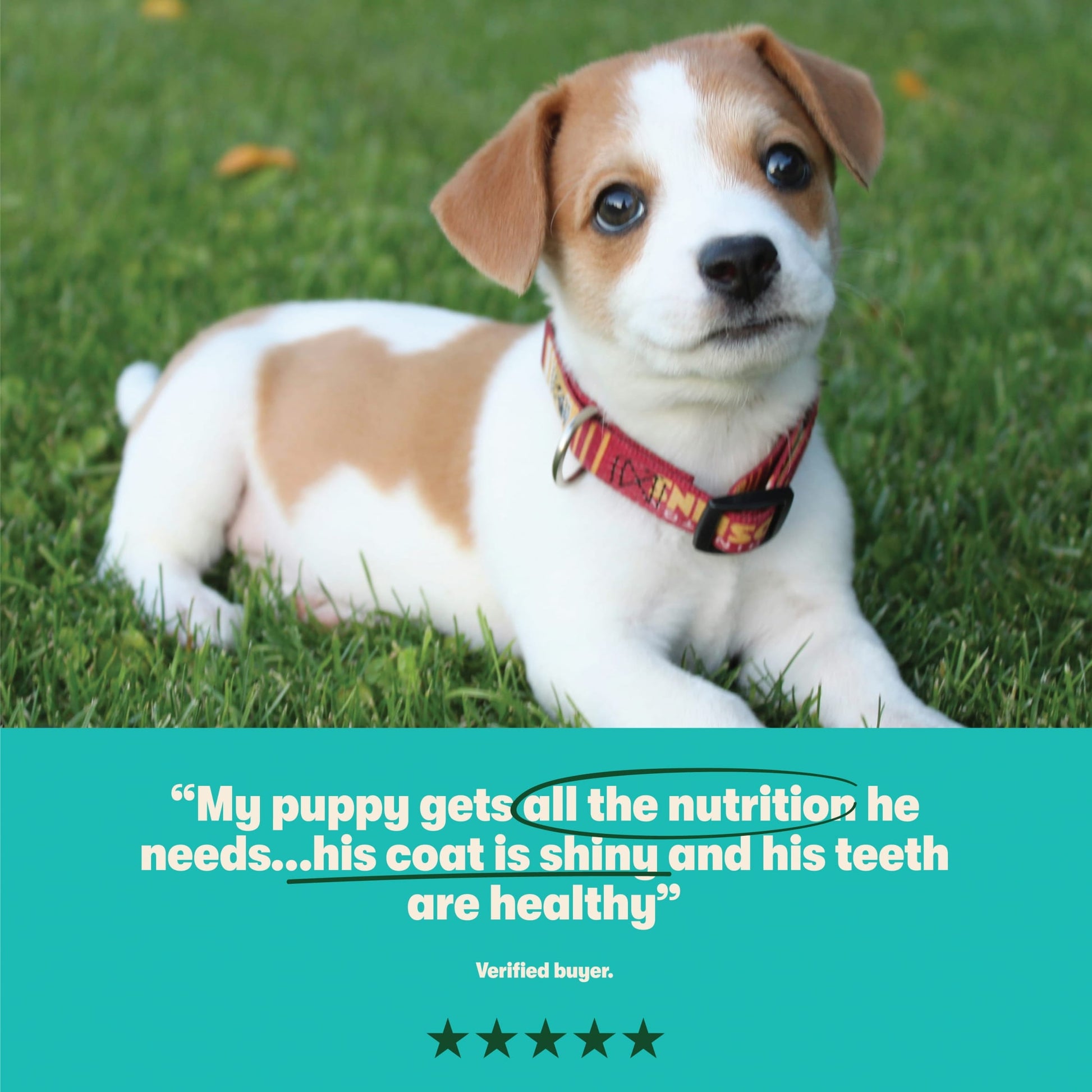 Harringtons Puppy Turkey & Rice 1.7Kg — image 5