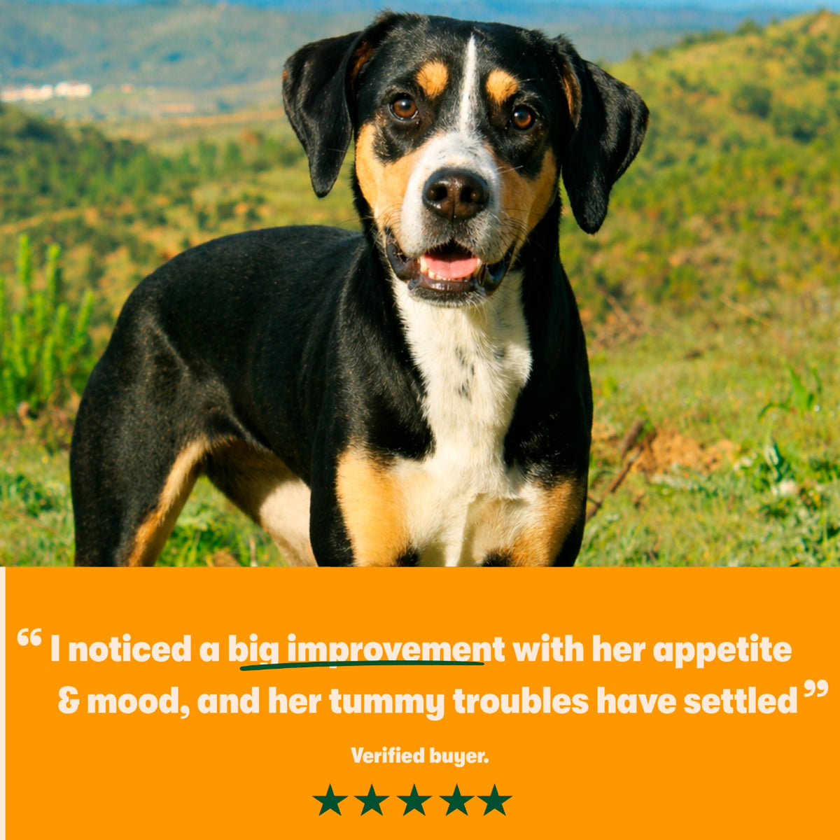 Harringtons Superfoods Adult Dog Food - Turkey With Vegetables 1.7kg — image 5
