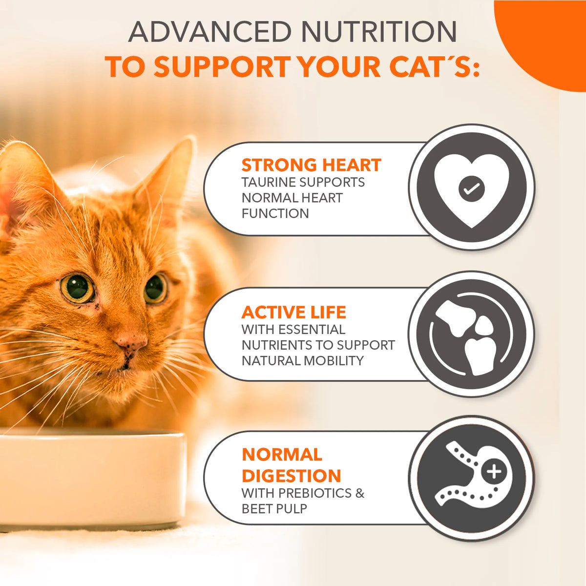 IAMS Senior 11+ Dry Cat Food Chicken 800g — image 4