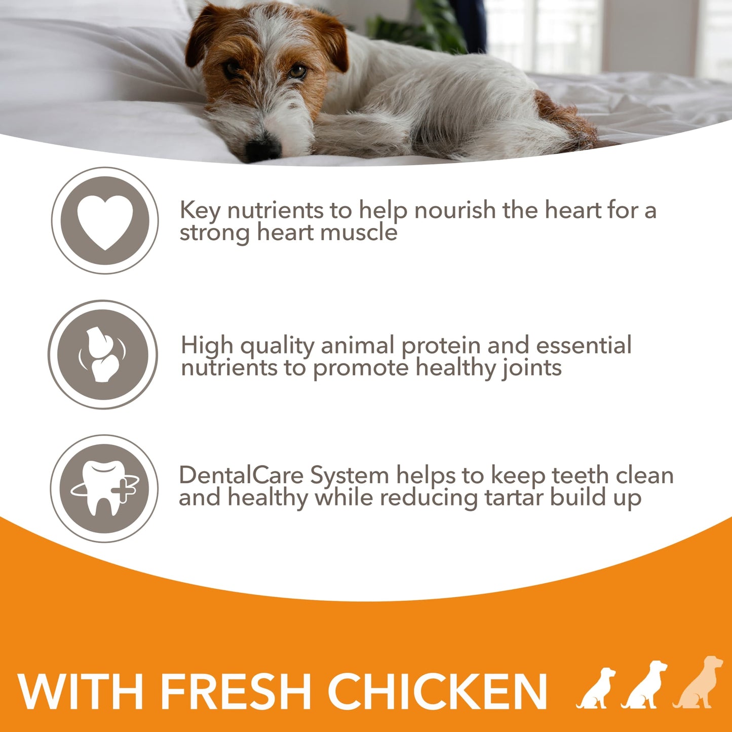 Iams Senior Dog Dry Food Small/Medium Breed With Fresh Chicken 2kg — image 2