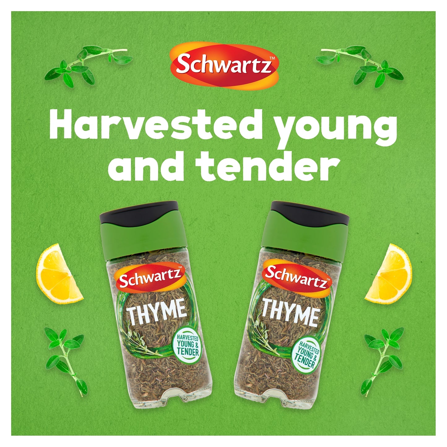 Schwartz Thyme 11g — image 2